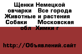 Щенки Немецкой овчарки - Все города Животные и растения » Собаки   . Московская обл.,Химки г.